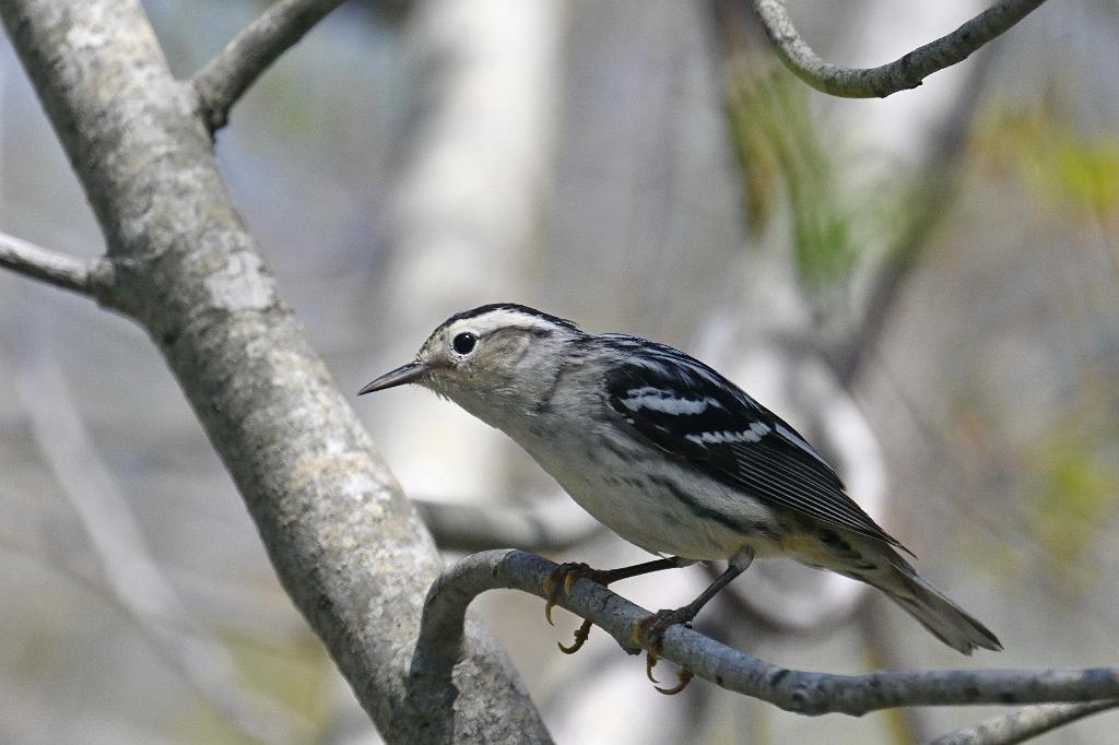 Warbler, Black-and-White, 2025-05077513 Parker River NWR, MA.JPG - Black-and-White Warbler. Parker River National Wildlife Refuge, MA, 5-7-2025